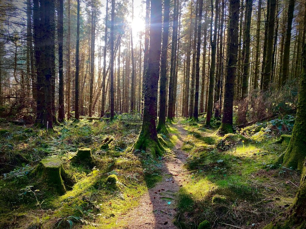 Wild Wellbeing Weekend in the Woods - May 2025